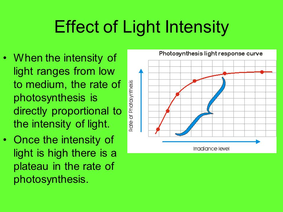 Investigating the effect of light intensity on the rate of photosynthesis of Elodea